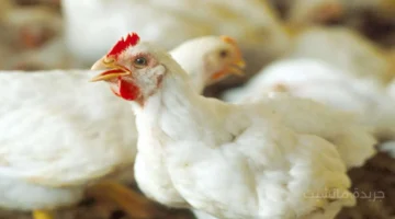 تطور جديد.. أسعار الدواجن تسجل رقمًا جديدًا اليوم الأربعاء 8 أكتوبر 2025 في مصر 1